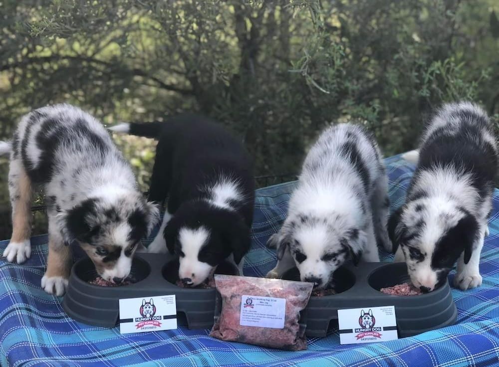 Four Puppies Eating — Hungry Dog Pet Supplies in Deeragun, QLD